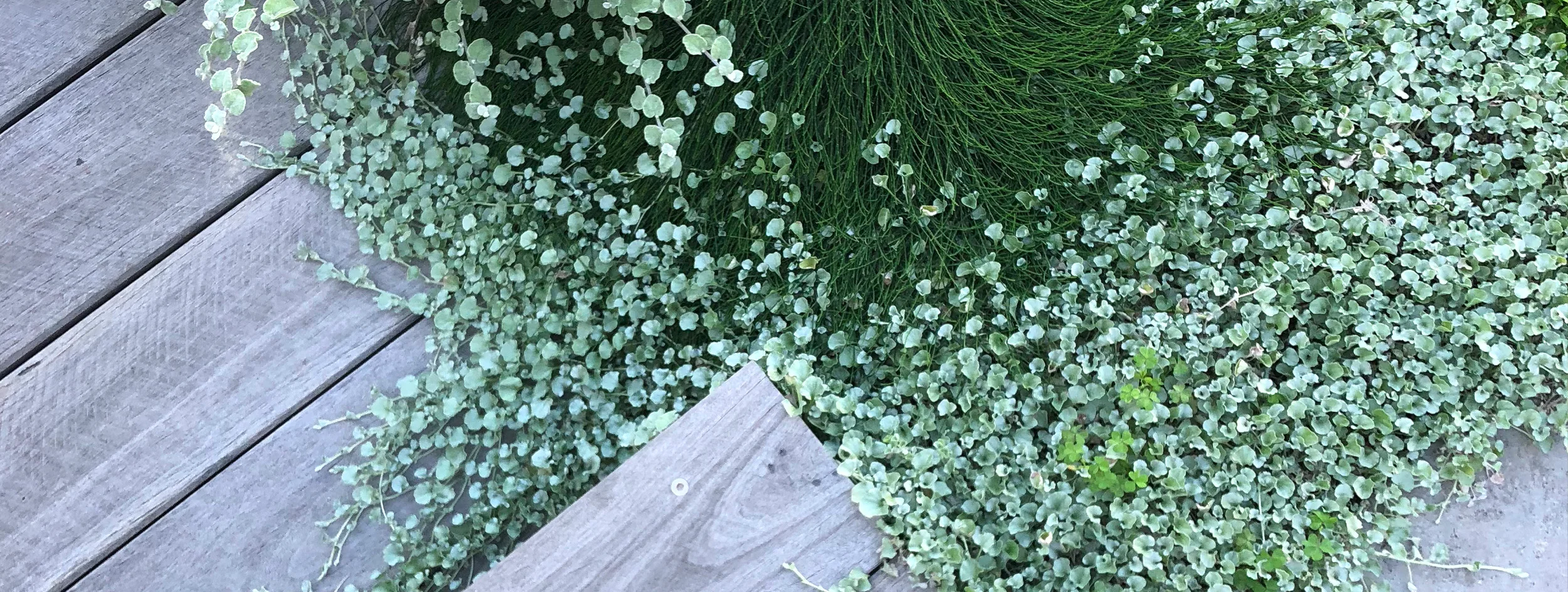 we specialise in providing basic budget landscape plans